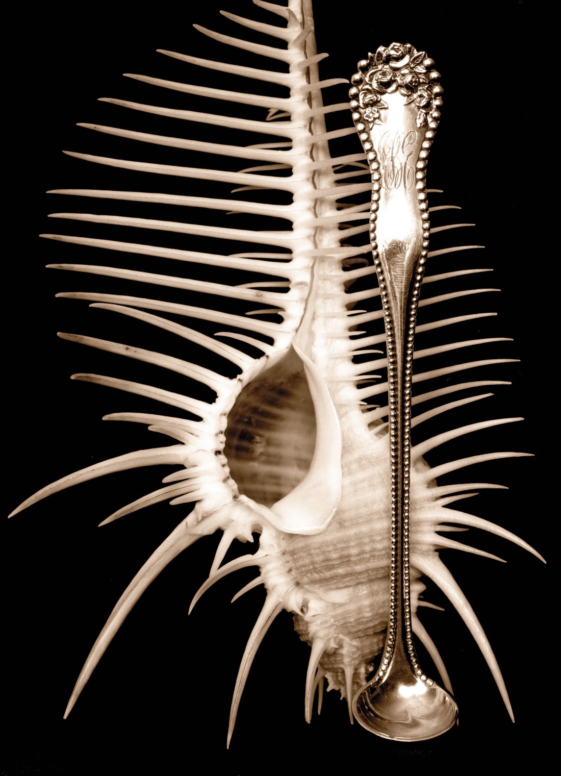 48_Spoon and shellbu new sepia filter