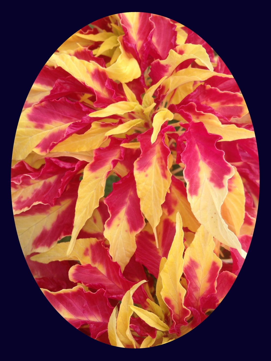 redyellow flowers blueblack