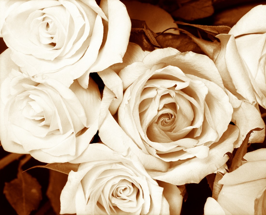 29_Roses horizontlal pol copy