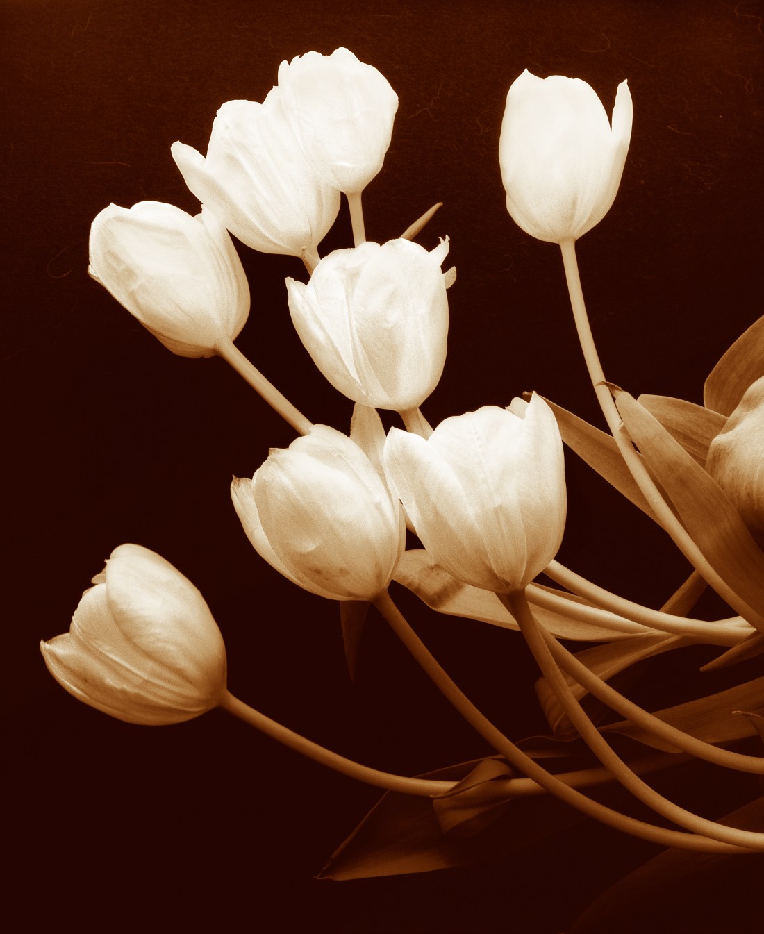 23_Tulips vertical poli copy